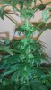 reversed_female_cannabis_plant.jpg
