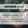 Amnesia Haze.png