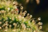 Trichomes-are-milky-white-.jpg
