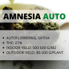 amnesia auto.png