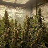 GSC grow finished with the SF-4000-A.jpg