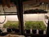 Two SP250's & Two TSL2000's, Setup for scrogs.-1.jpg