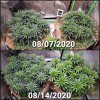 Only 7 days, they grow up so fast  Some defoliation to come soon, getting these girls ready to...jpg