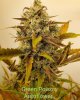 This is a Green Poison Autoflower. From vegetative room, Day 105, grown under a Spider Farmer ...jpg