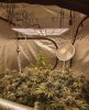 In the 5x5 the GSCracks are stacking up hardcore. The past few weeks the bud growth has been c...jpg