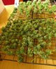 C99 Female seeds harvest time-Buds are dense and all over sugar-120x60x180 (6 plants)-A.jpg