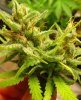 C99 Female seeds harvest time-Buds are dense and all over sugar-120x60x180 (6 plants)-B.jpg