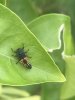 Lady Bug Larva.jpg
