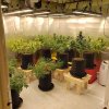 Little grow project flowering time with several SP 250, happy growing.jpg