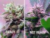 Harvesting-Marijuana.jpg
