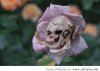 Death-flower.jpg