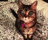matilda-the-alien-cat-strange-eye-condition-gives-her-alien-appearance-with-bulged-out-eyes-e1...jpg
