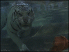 White-tiger-underwater (1).gif