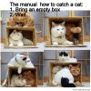 How-to-catch-a-cat.jpg