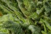 Trichomes 10_14-2.jpg