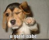 Loldog-funny-pictures-you-got-it-babe.jpg