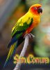 Lovely-Sun-Conure-Parrot.jpg