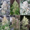 6-different-cannabis-strains-1024x1024.jpg