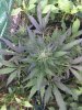 Formula 1 Auto (Dr Ray Seeds) - Day 117 (24th October) 2.JPG