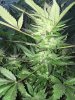 Formula 1 Auto (Dr Ray Seeds) - Day 117 (24th October) 3.JPG
