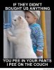 A-funny-cat-and-a-funny-kid.jpg