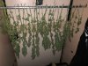 hanging-to-dry---bagseed-on-left.jpg