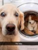 funny-hilarious-dog-snapchats-337-5e21a787f2c19__700.jpg