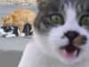 funny-hilarious-cats-photobombs-pics-pictures-images-photos-mojly-9.jpg