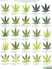 028900878f9a752d99deb6ed6a67b590--growing-weed-cannabis-growing.jpg