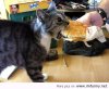 Well-the-cat-got-a-cheeseburger.jpg