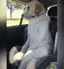 doggo-in-the-car-seat.gif