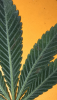 C7FEFDFA-C6E1-4CBC-BB79-B3751CF660EC.png