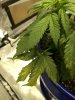 IMG_20201207_205516948.jpg