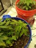 IMG_20201207_205525975.jpg