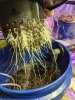 Root Growth 02.jpg