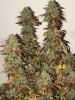 Latest grow, Hot blonde and Queen dream CBD under and SF 4000-1.jpg