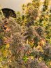 Latest grow, Hot blonde and Queen dream CBD under and SF 4000-3.jpg