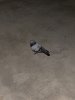 Salvador-Pigeon-01.jpg