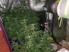 Field of Weed No Lights.jpg