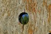 64907807-an-old-weathered-corral-fence-board-provides-a-perfect-knot-hole.jpg
