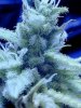 jack-frost-marijuana-strain-1.jpg