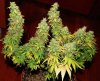 right-before-harvest-fat-buds-lst-sm.jpg