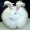 Ten-of-the-Worlds-Most-Beautiful-Amazing-and-Unusual-Rabbits-2.jpg