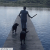 08-funny-gif-258-dogs-don't-fall-for-it.gif