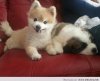 Cute-puppy.jpg