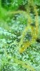 RDWC Trichomes 03.jpg