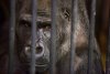 gorilla_behind_bars.jpg