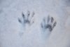 animals tracks in snow.jpg
