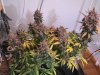 dragonsflamegenetics-1608265961895.jpg