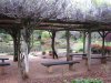 2652600-2-a-wisteria-covered-shelter-at-the-japanese-gardens-toowoomba-qld-australia.jpg